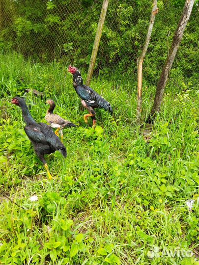 Куры и петухи