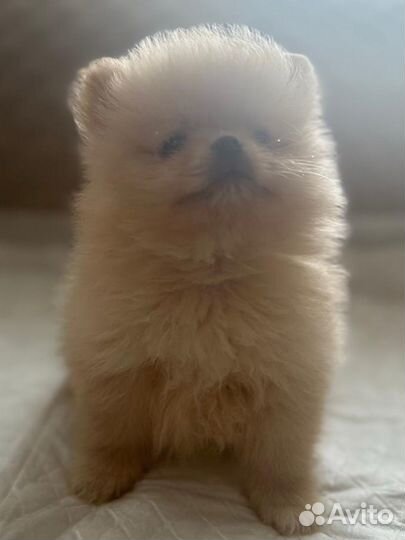 Щенки шпица