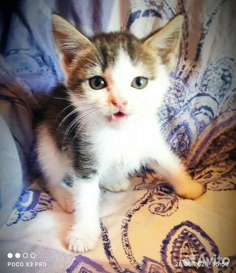 Отдам бесплатно животные