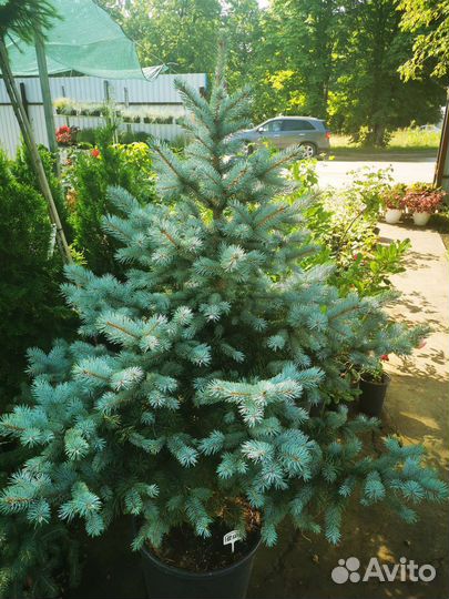 Саженцы хвойных и декоративно-лиственных растений