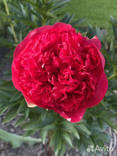 Продажа пионов