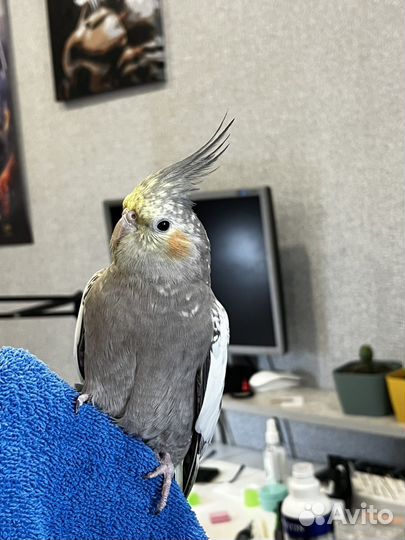 Попугай корелла