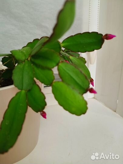 Рипсалидопсис R.rosea, укоренённые черенки