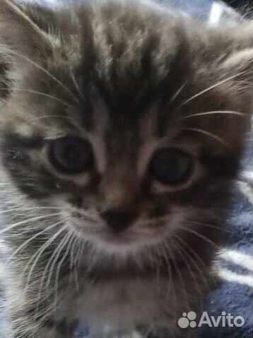 Котята бесплатно