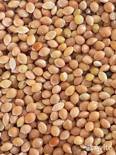 Просо желтое