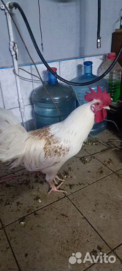 Молодые петухи