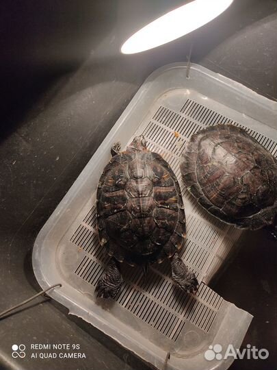 Красноухая черепаха