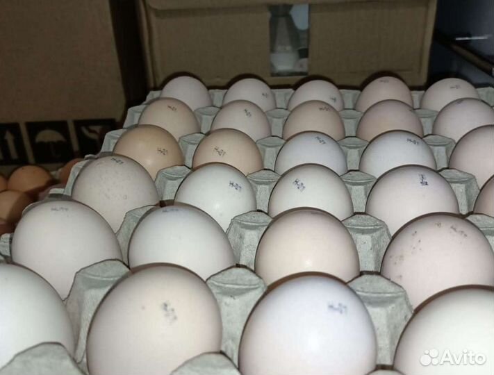 Инкубационное яйцо бройлер Кобб 700(Арбор) несушка