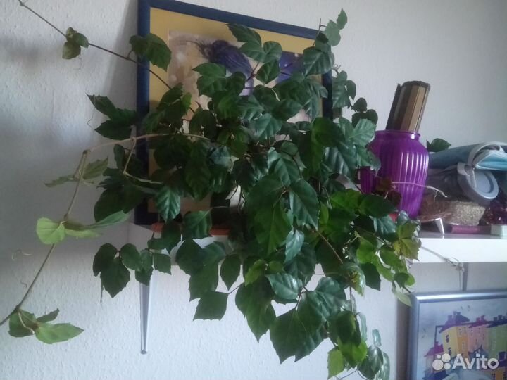 Берёзка циссус великолепный