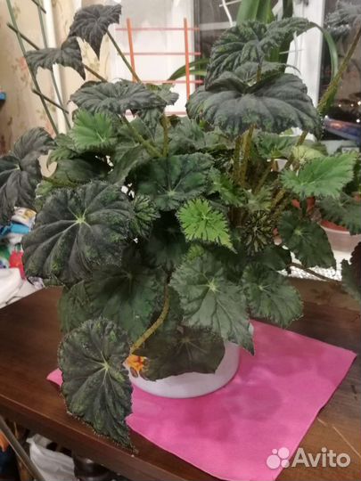 Бегония королевская