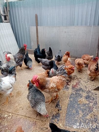 Куры молодки несушки