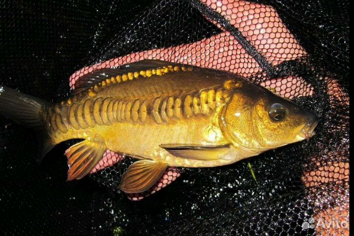 Карп. Линь. Амур. Толстолобик. Карась золотой