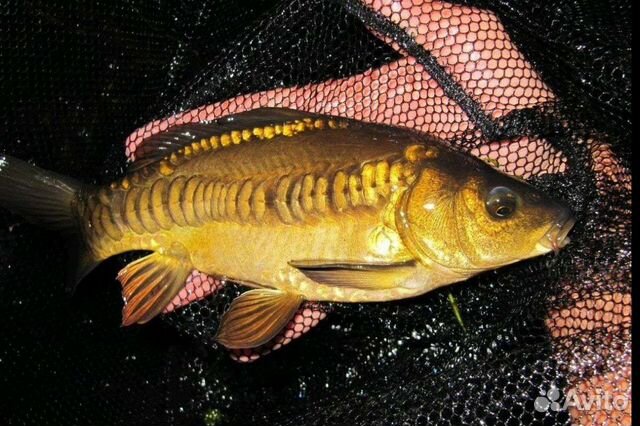 Карп. Линь. Амур. Толстолобик. Карась золотой