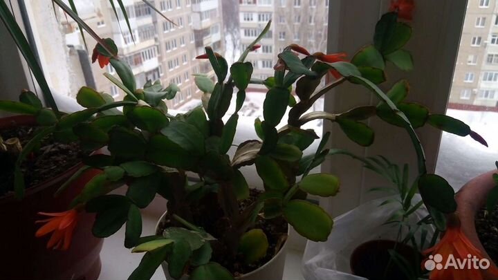 Рипсалидопсис оранжевый