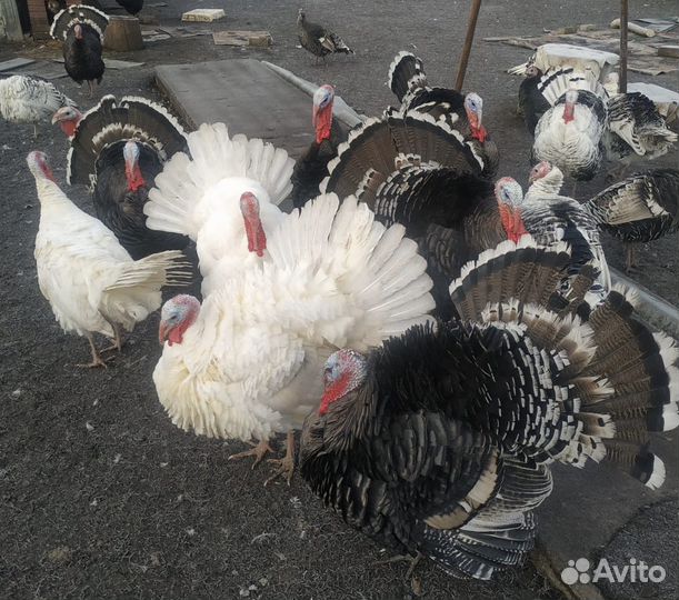 Индюк живой