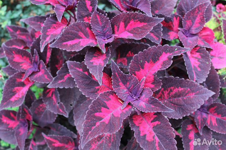 Колеусы сортовые