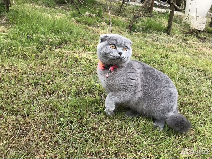 Кошка на вязку