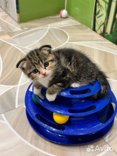 Шотландская