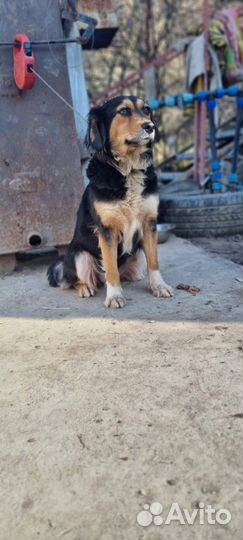 Собака обработан