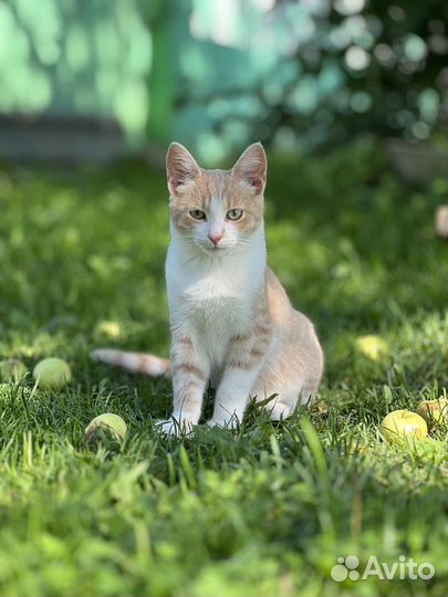 Котята бесплатно