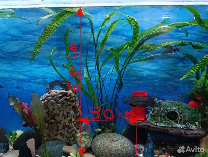 Криптокарина