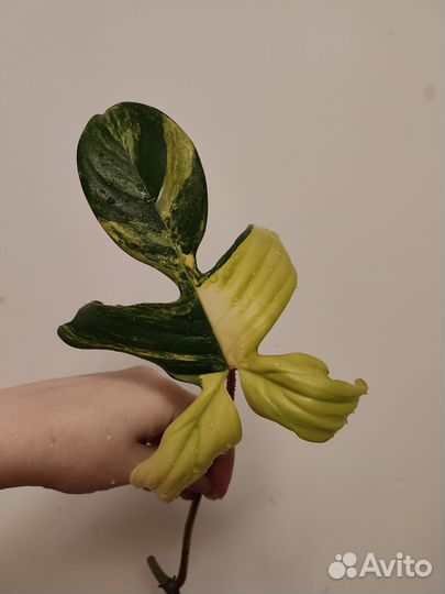 Филодендрон магическая маска