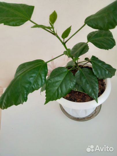 Гибискус китайская роза