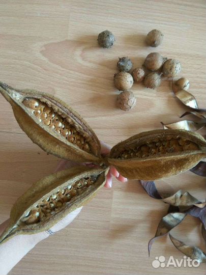 Израиль Гербарий сухоцветы