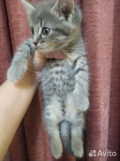 Котята бурмилла