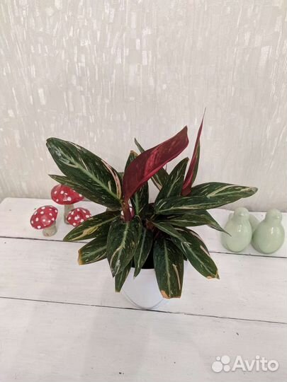 Панданус. Строманта. Монстера