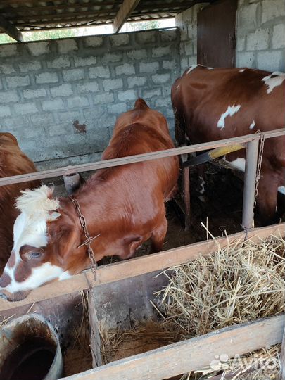 Айширские телки