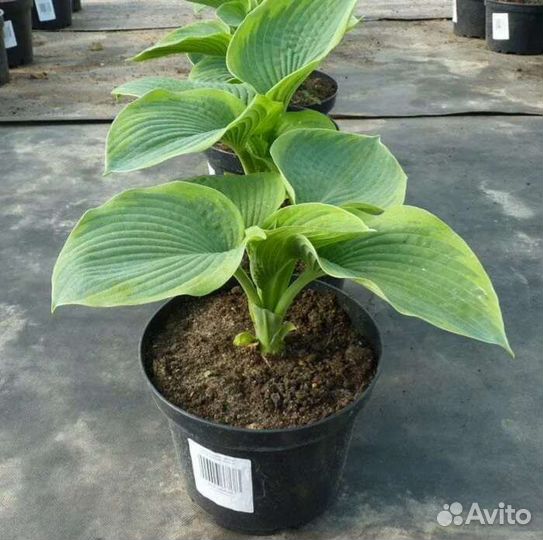 Хоста растение