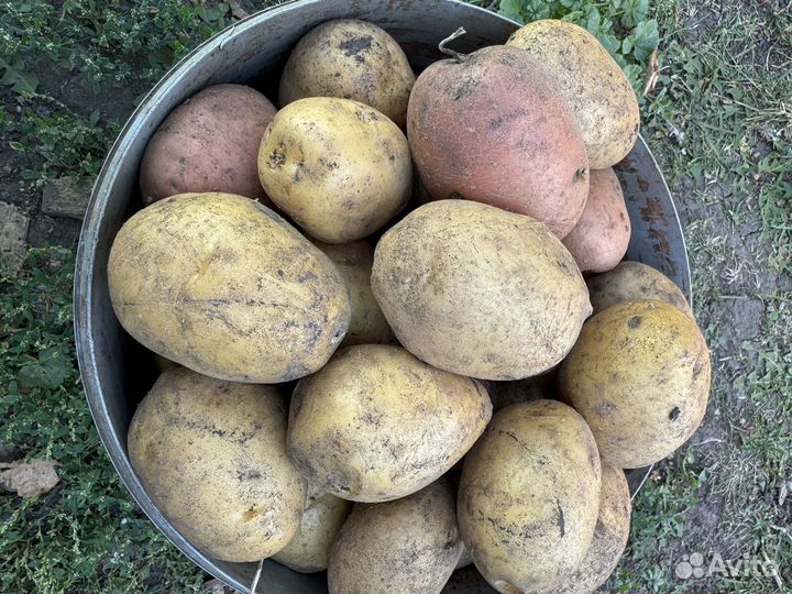 Продам картофель