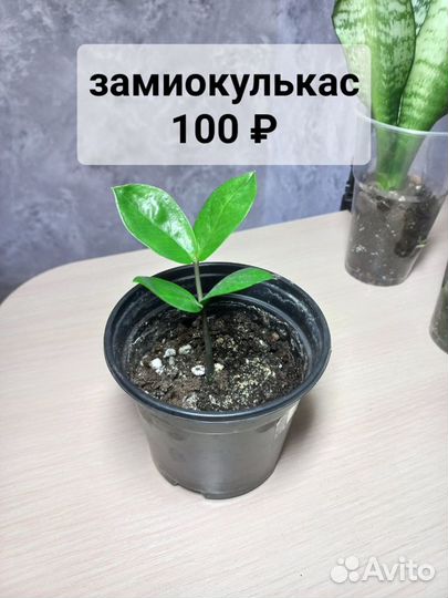 Комнатные растения