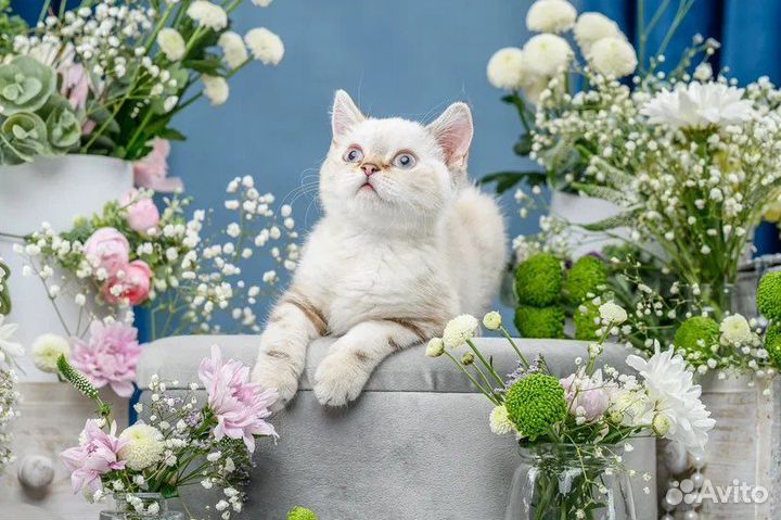 Британская кошка