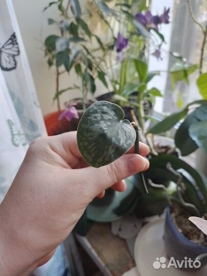 Комнатные растения