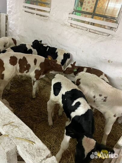 О Телята Бычки и Тёлки