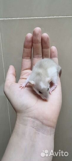 Крыса крысята крысята дамбо крысята сиамские
