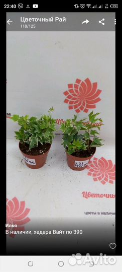 Суккулент микс, хедера 3 сорта