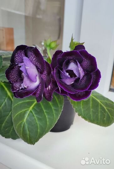 Глоксиния цветущая