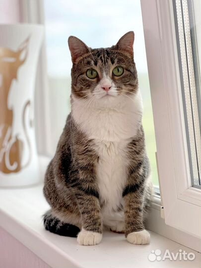 В Добрые руки, кошечку Масю