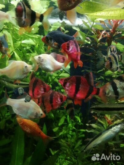 Аквариумные рыбки и растения