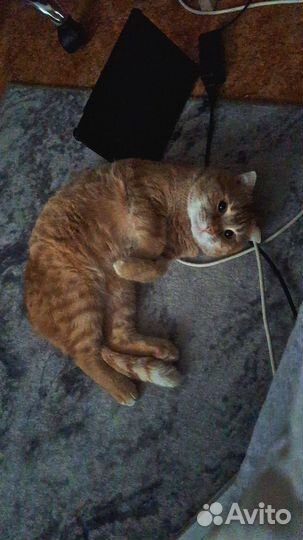 Кот метис британец