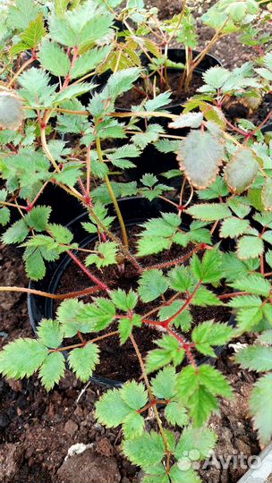 Астильба микс. в горшке 3л