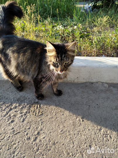 Кошка в добрые руки