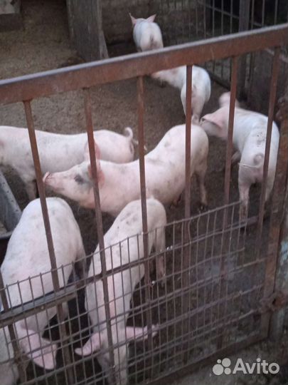 Поросенок ландрас