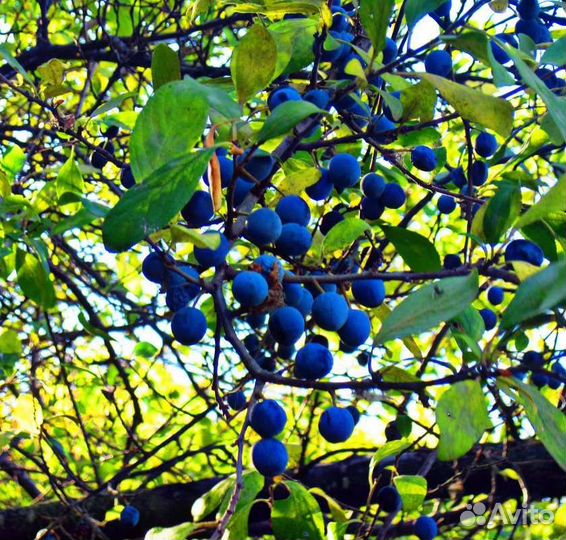 Терновник (тёрн, тернослива)