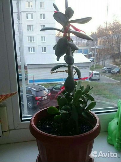 Растение толстянка