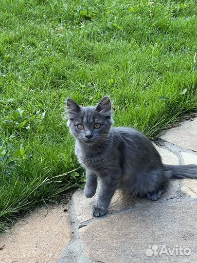 Кошка в добрые руки