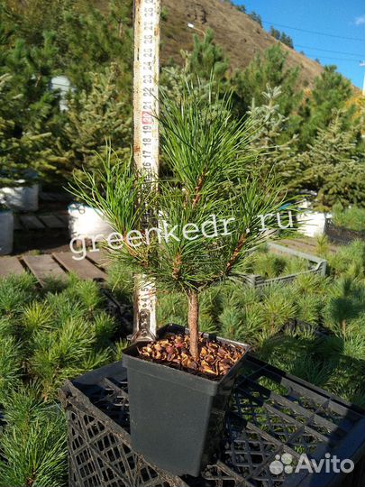 Саженцы Сибирского Кедра 15-20 см